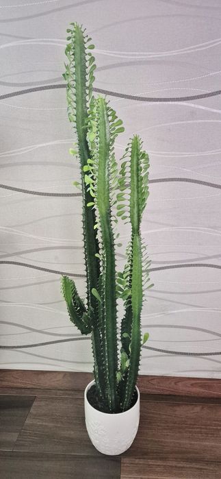 Kaktus wilczomlecz euphorbia kwiat domowy 110 cm z doniczką