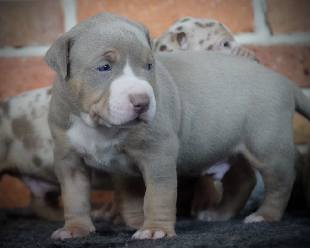 American Bully XL ABKC tri lilac