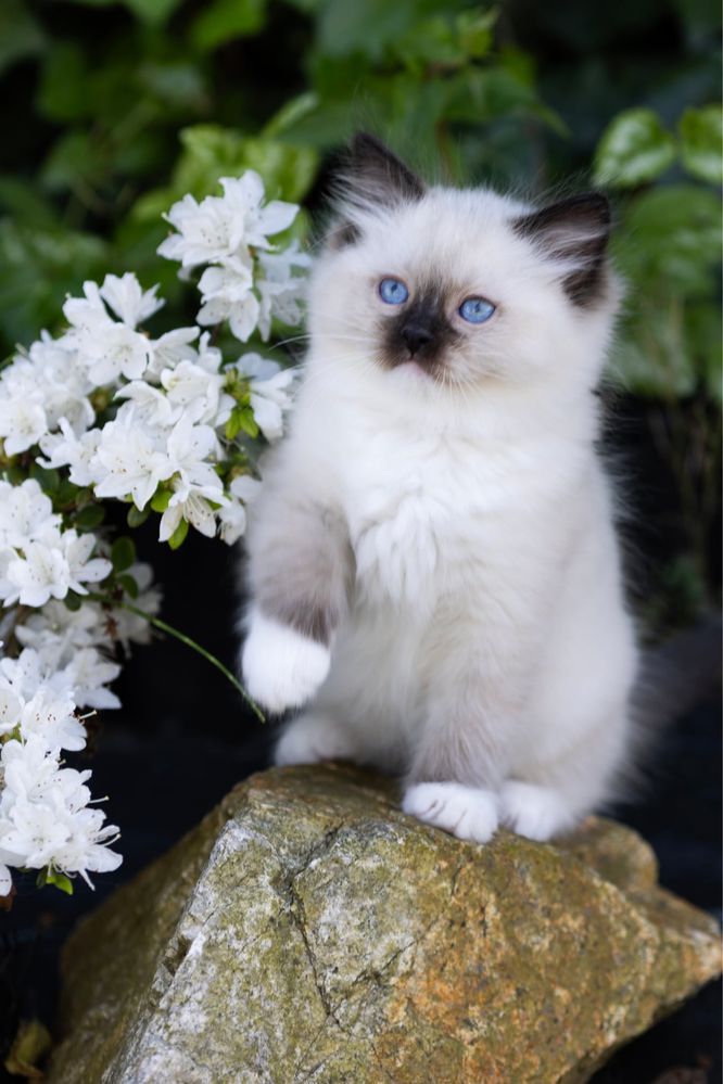 Ragdoll kocurek z świetnym charakterem