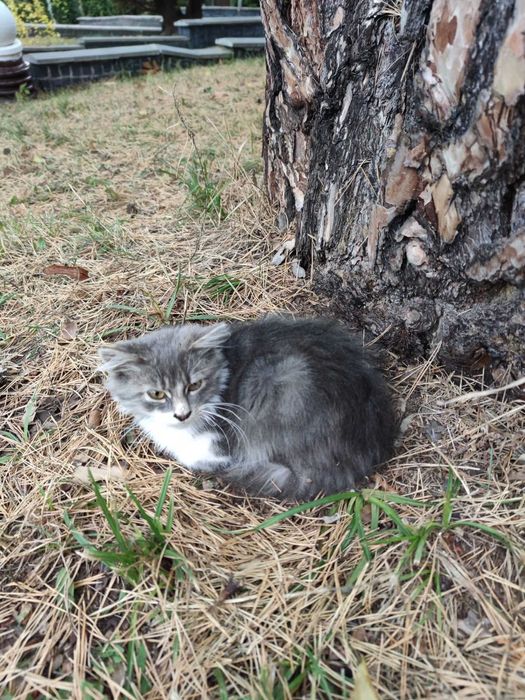 Віддам кицю у хороші руки