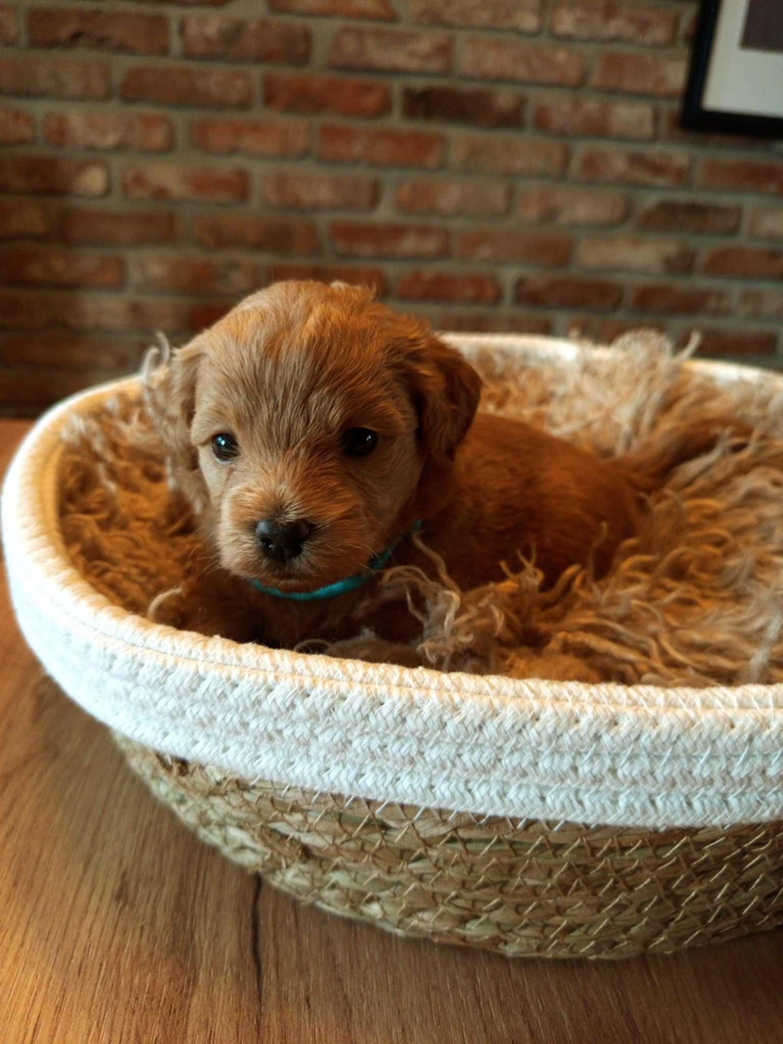 Maltipoo F1 Aria zarezerwowana