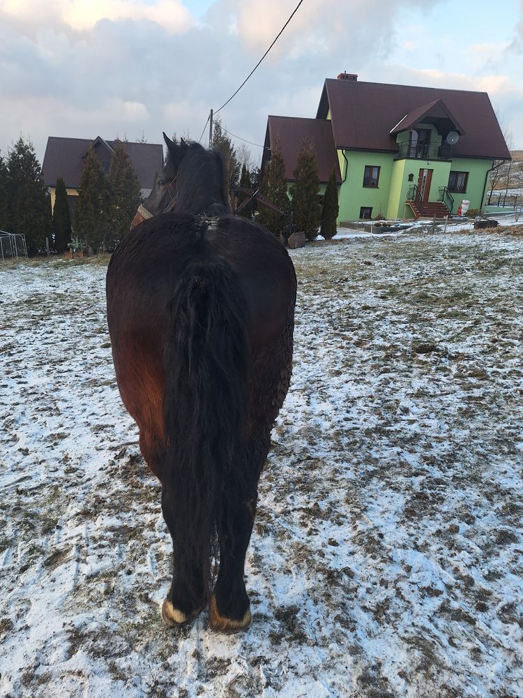 Sprzedam klacz .
