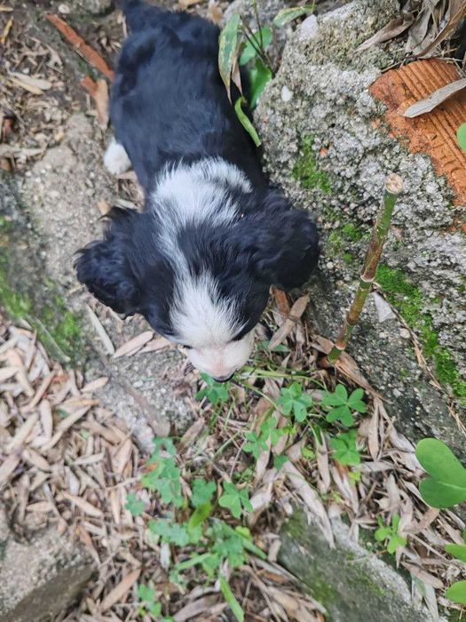 cachorrinhos para adopção por quem tiver condições económicas