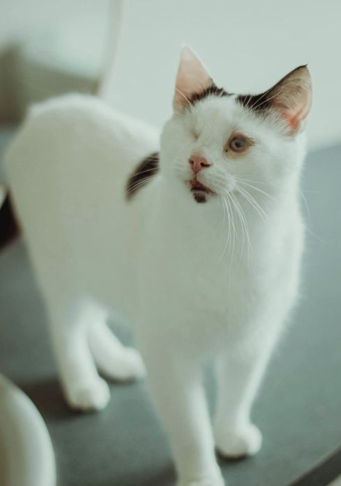 Cudowny niewidomy kocurek potrzebuje domu