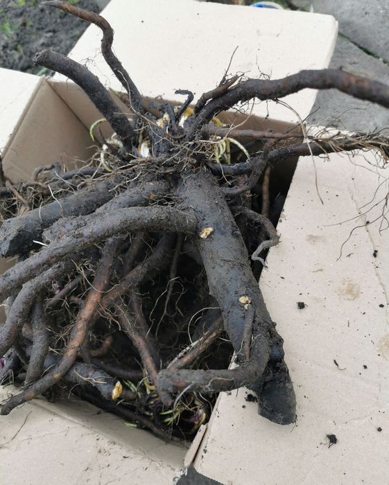 Świeży korzeń żywokostu leczniczego