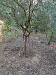 Oliveiras para venda