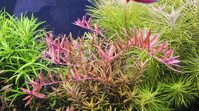 Rotala Colorata Red