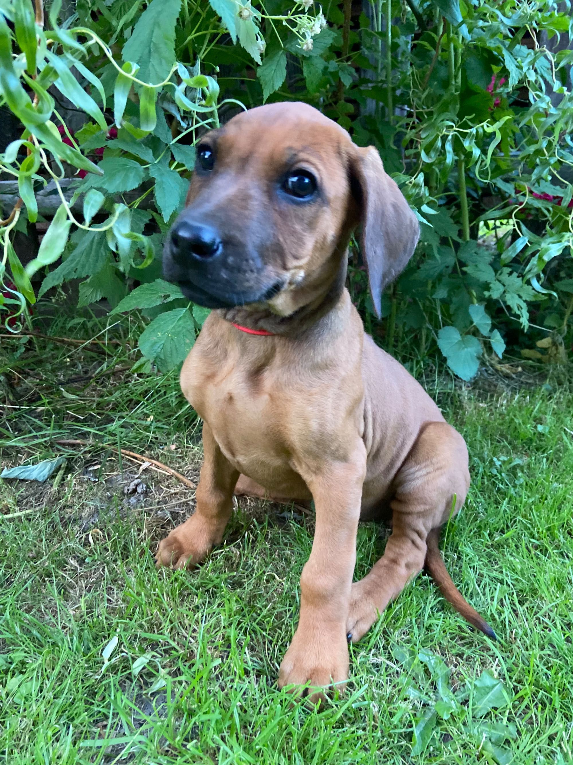 Rhodesian ridgeback