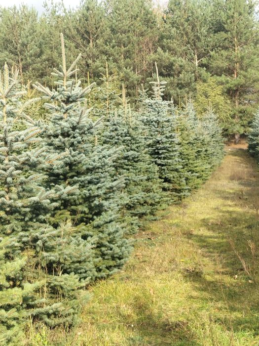 Świerk srebrny i pospolity