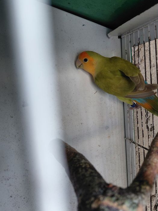 Agarpornis roseicollis Macho