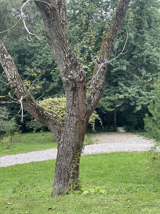 Orzech włoski - drzewo gigant 200+cm piękny okaz na deski meble