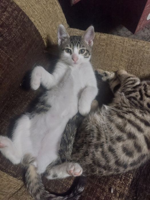 Oddam kotkę piękną i słodką