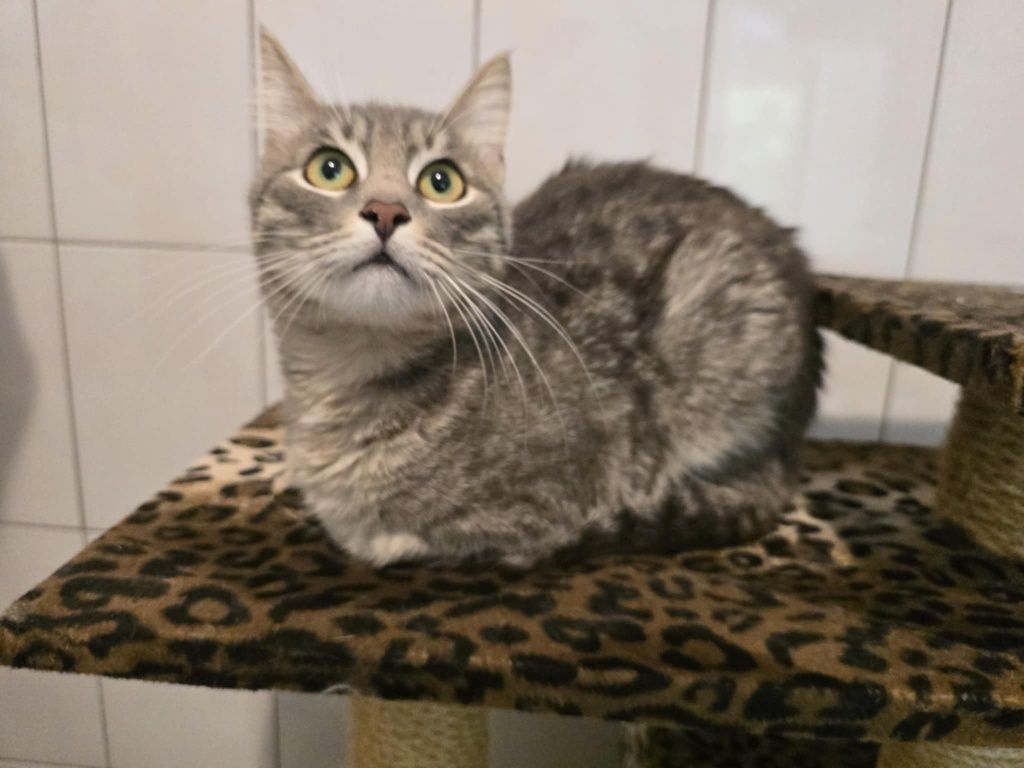 Roczny wykastrowany Silver do adopcji