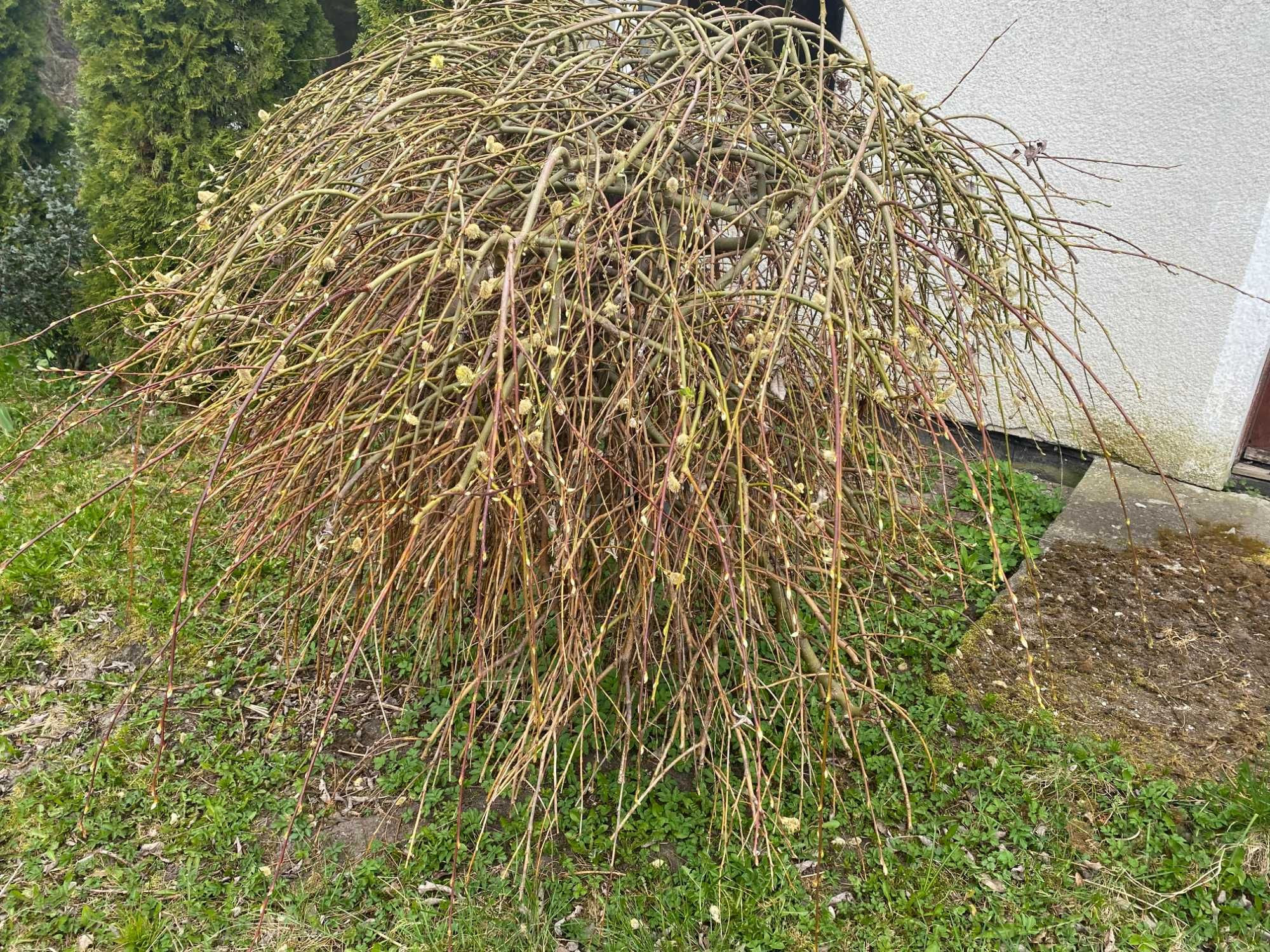 Wierzba zwisająca na pniu - 2 sztuk