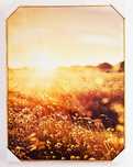 Obraz Plakat Złota Rama na Ścianę do Salonu Gabinetu 50x38cm Natura