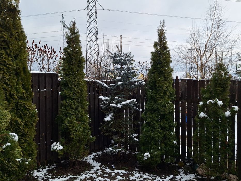 Голуба гарна ялинка 3 + метри