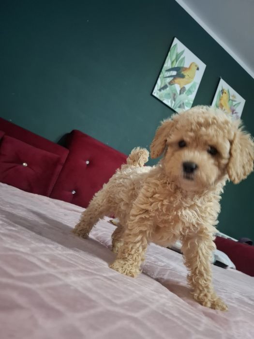 Maltipoo Bichpoo  szczeniak pies