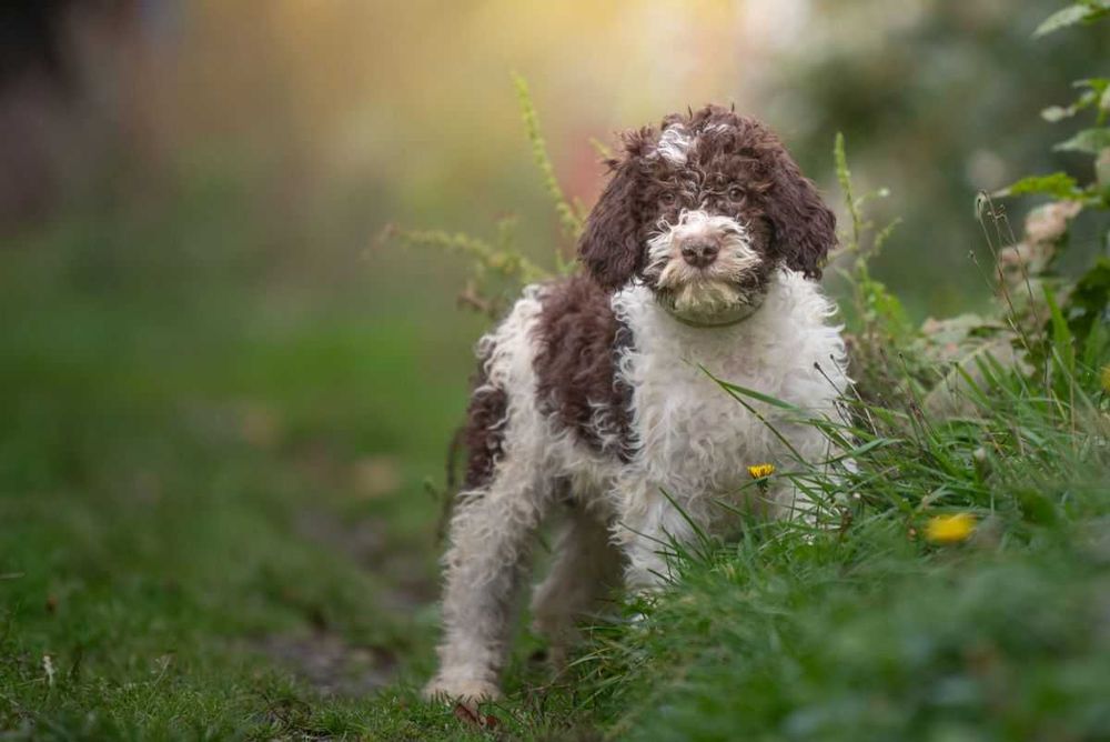 Lagotto Romagnolo - uroczy chłopiec ZKwP FCI