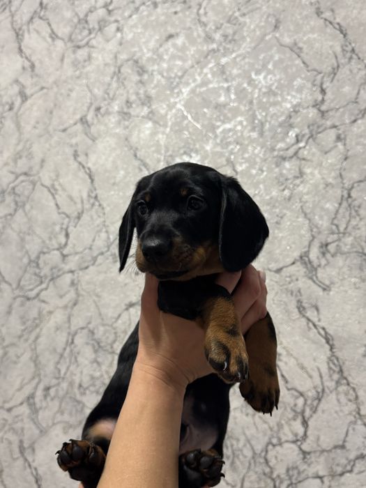 Цуценя такси хлопчик