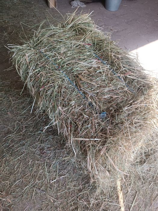 Сіно в тюках 2025