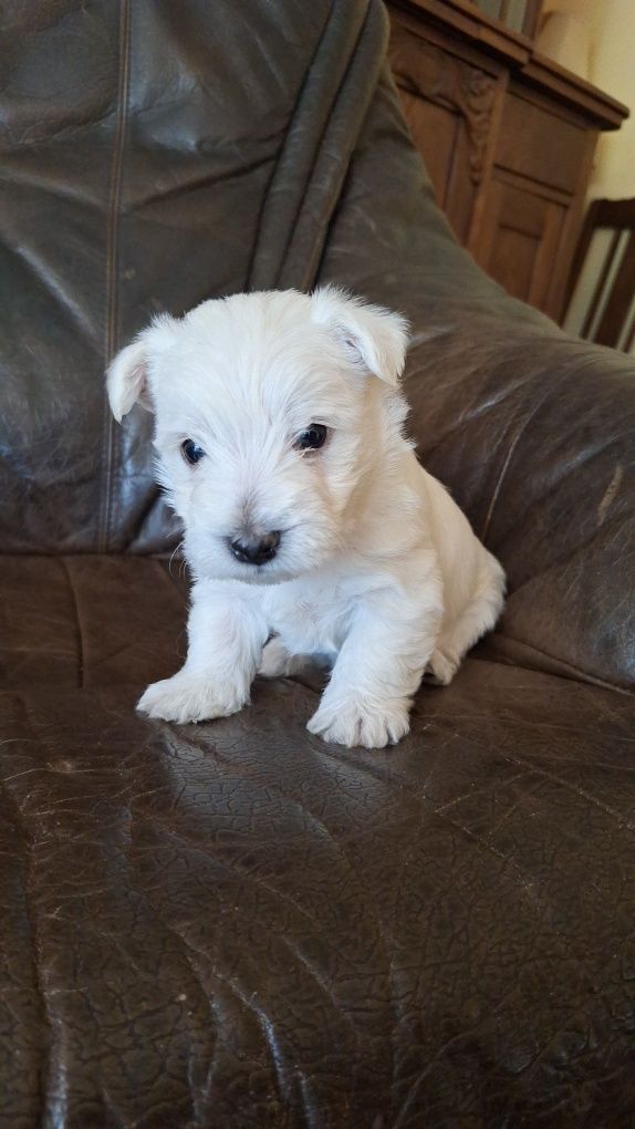 West highland white terrier