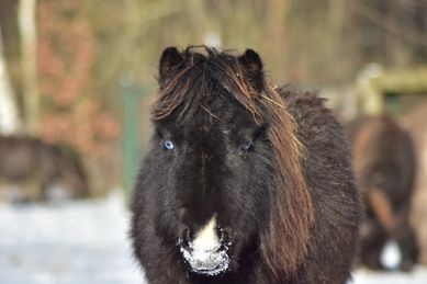 Falabella najmniejszy koń świata, kucyk miniaturowy wybitna klaczka