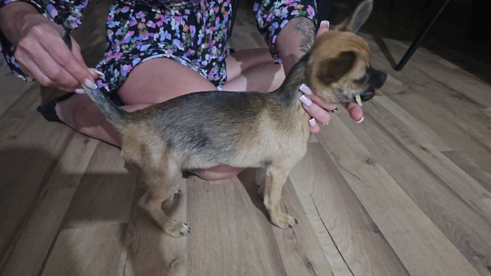 Chlopiec 6 miesiecy Chihuaha