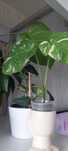 Monstera Thai Constellation