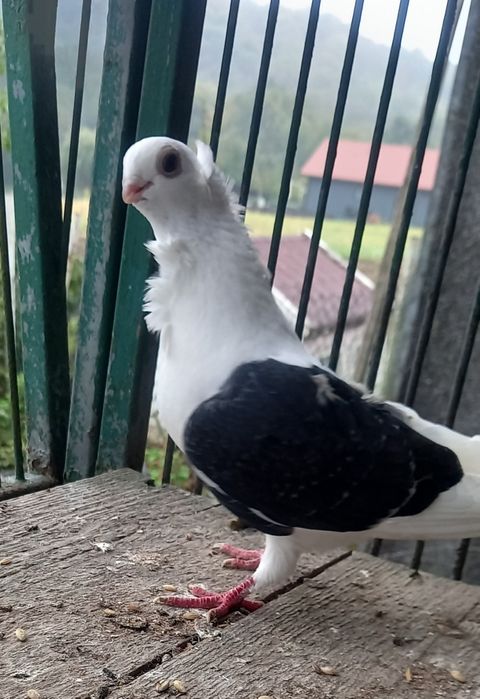 Gołębie mewki,mewka samce,samice