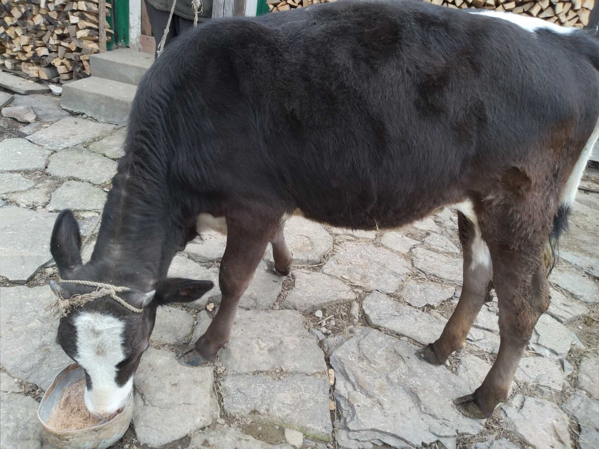 Продам теличку, вік 1 рік. Від молочної корови.