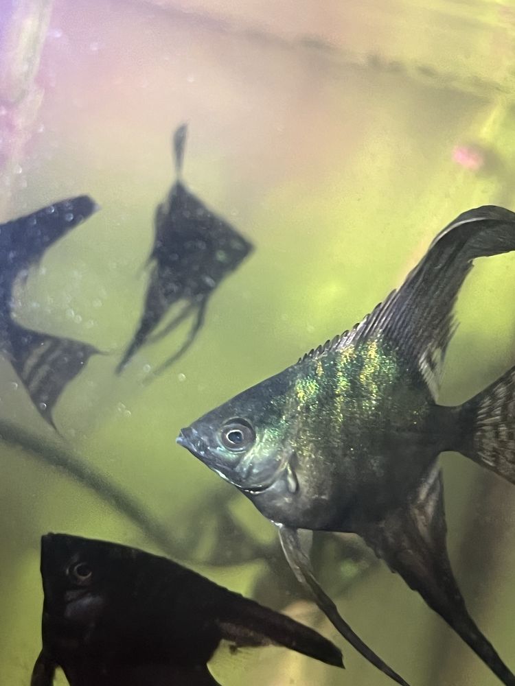 Skalar black marmur
