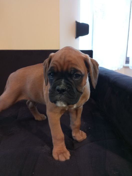 Bokser szczeniak pies