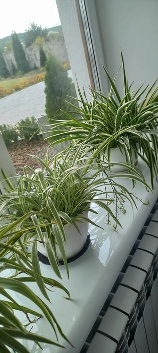 Продам вазонок хлорофітум