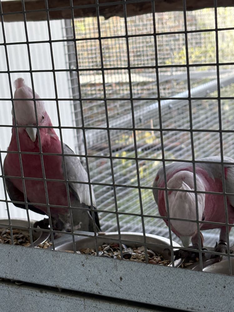 Casal Catatua Galah