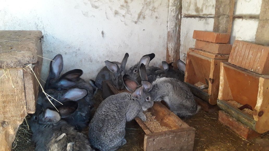 Продаю кролики шиншила