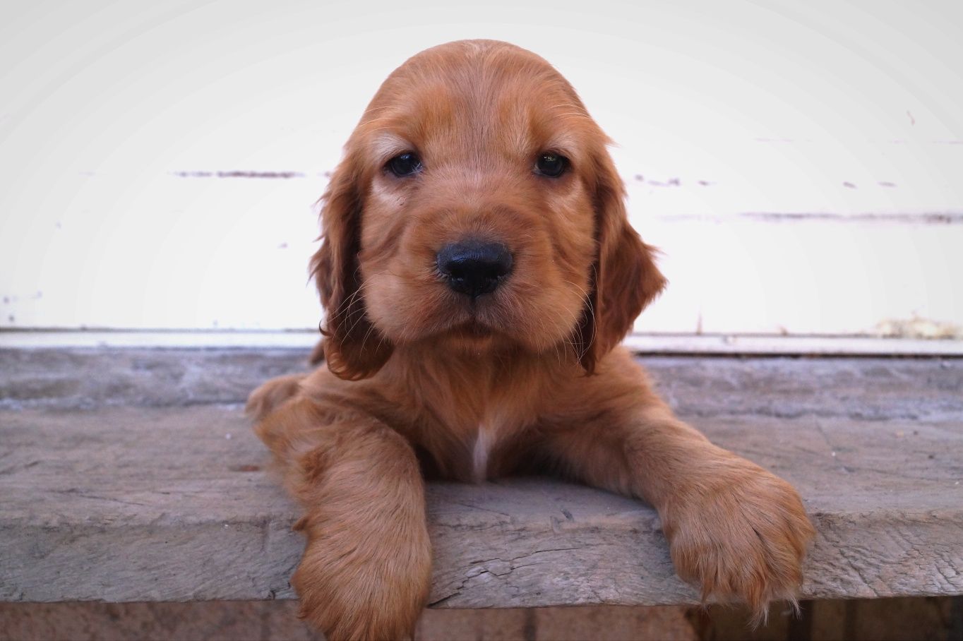 Śliczny Cocker spaniel