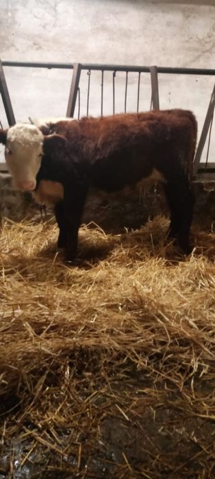 Sprzedam byki rasa Hereford