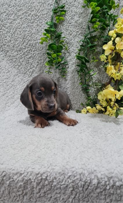 Estupendo Teckel Blue de Qualidade