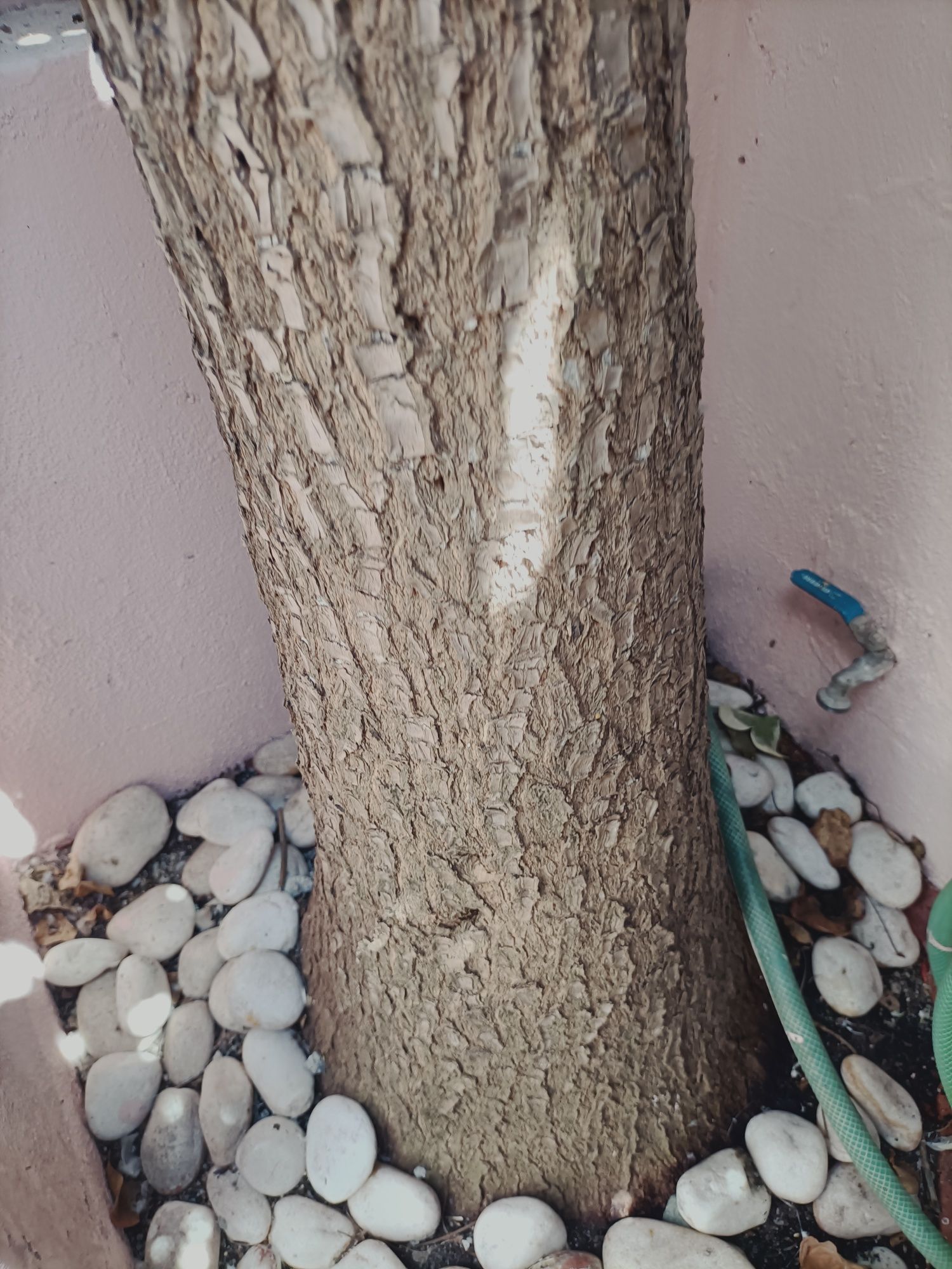 Vendo planta yucca.