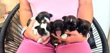 Shih-Tzu dziewczynka Hodowla Polski Dog