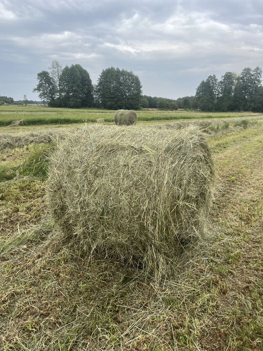 Siano 120x120 w sznurku pogodne