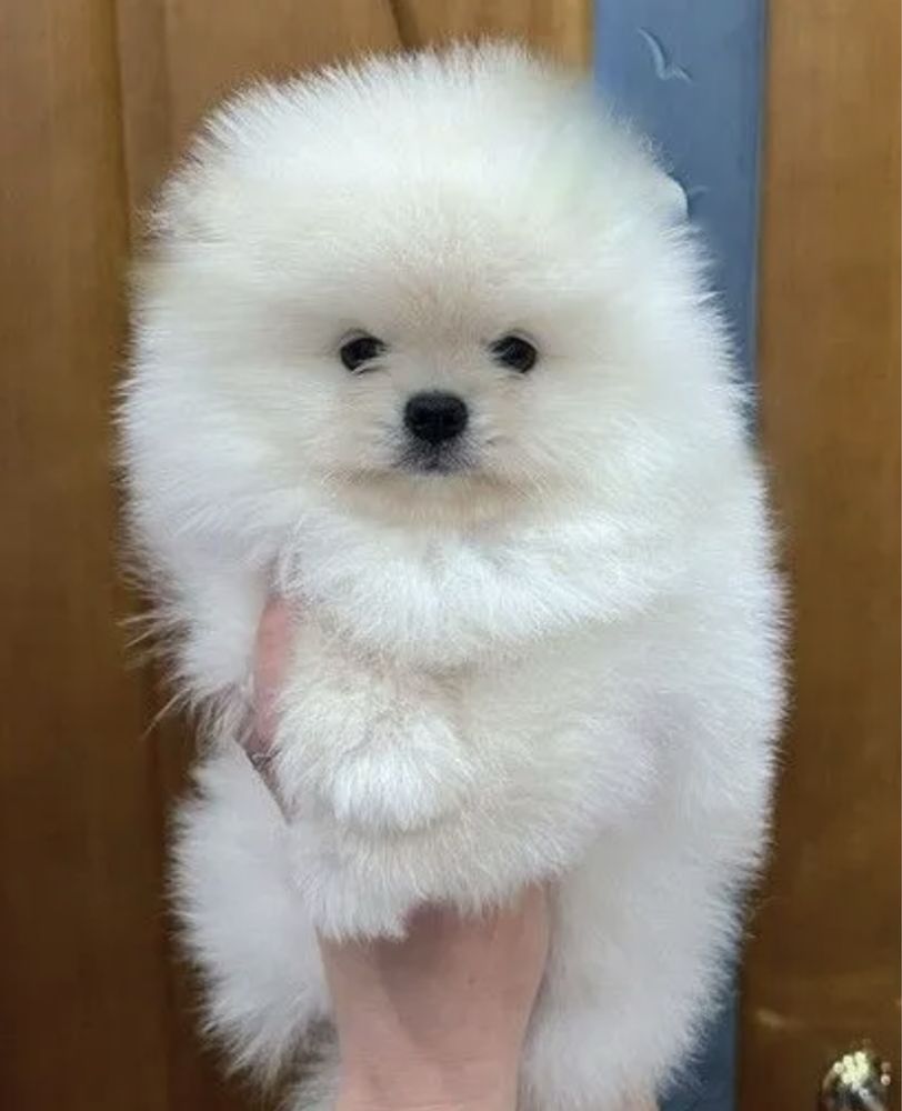 Szpic miniaturowy pomeranian boo xxs