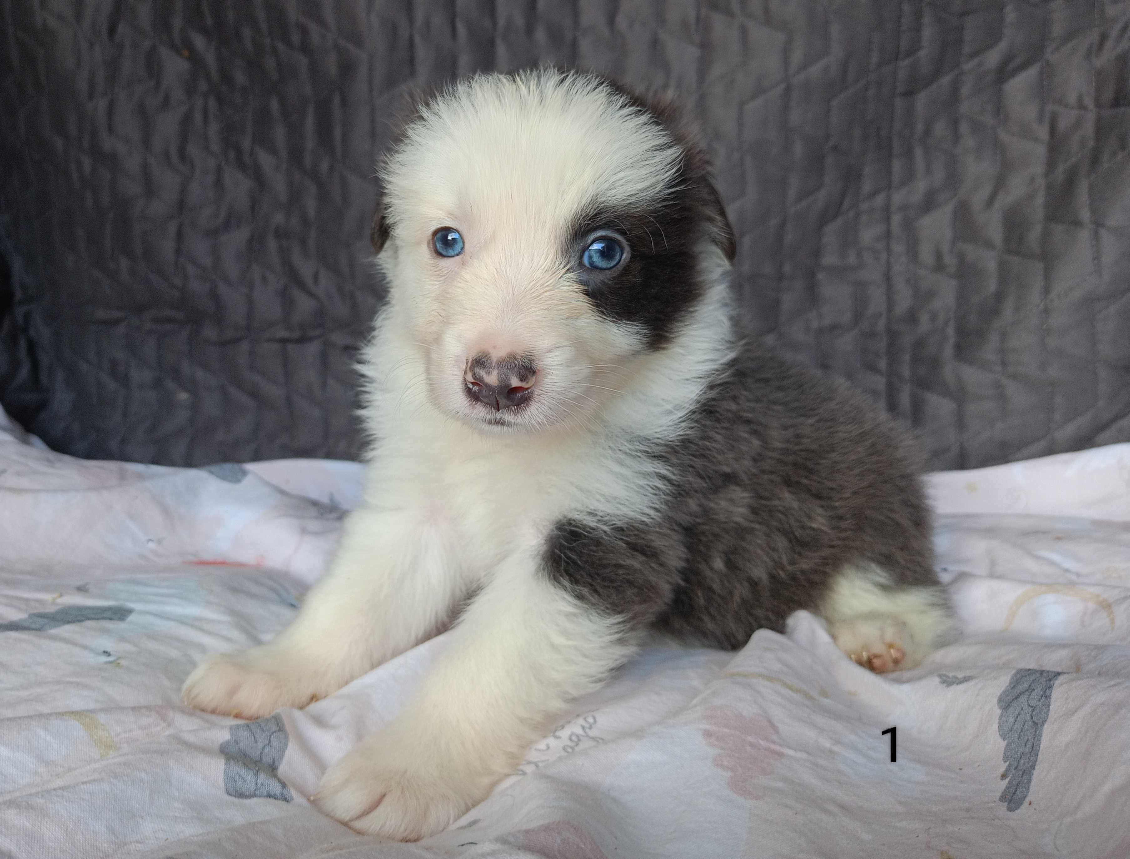 Border Collie piesek niebiesko-biały