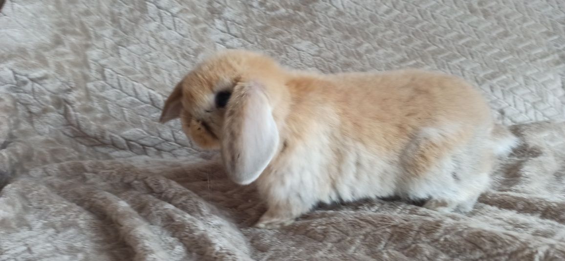 Króliczek baranek mini lop samiczka