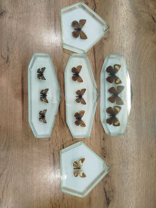Motyl,motyle w gablocie.Zestaw.PRL.Kolekcja.Starocie.Vintage.