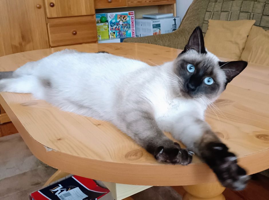 Kotka młoda syjamka