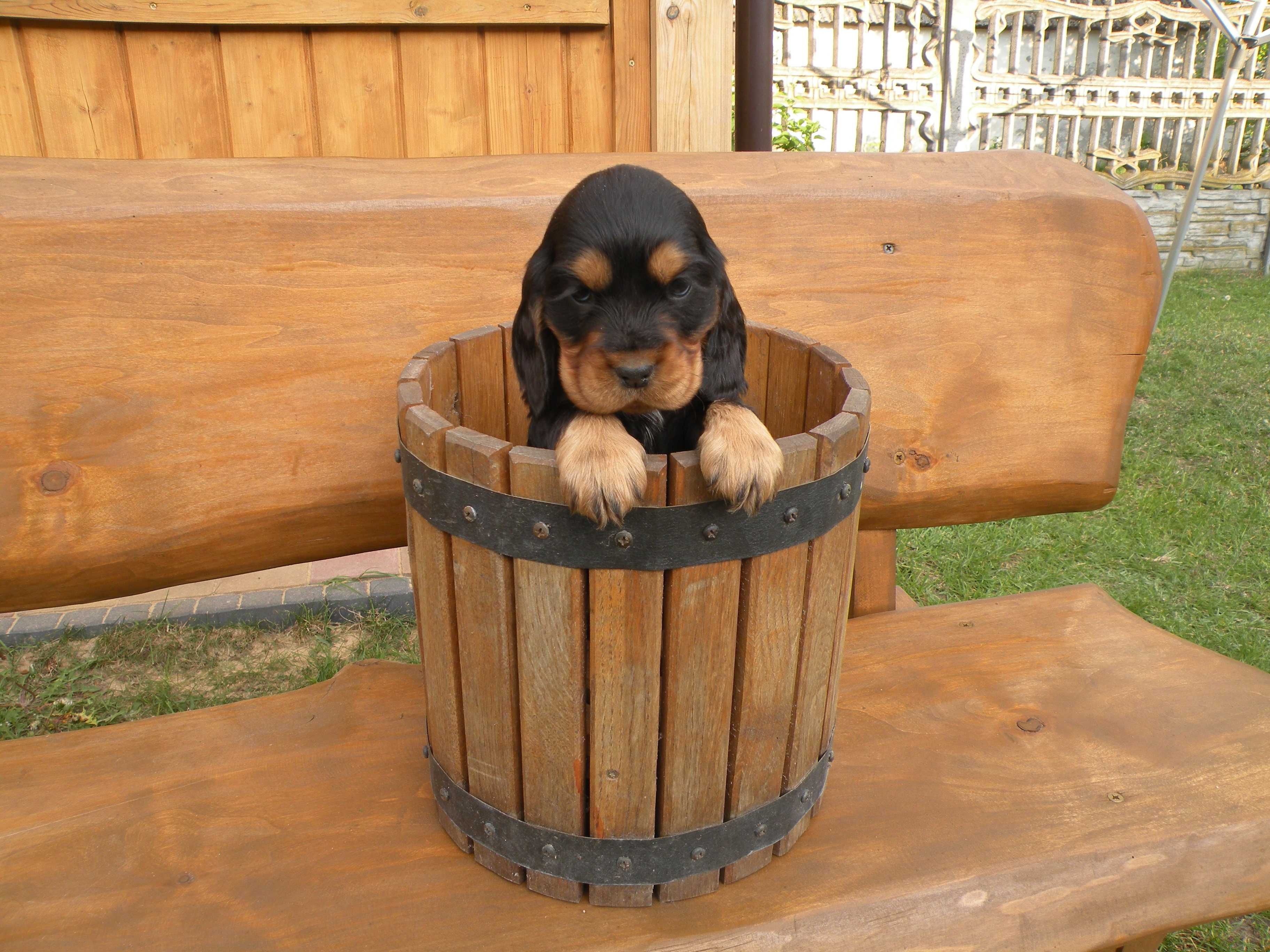 cocker spaniel angielski