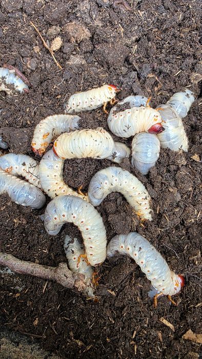 Личинки хруща для риболовлі