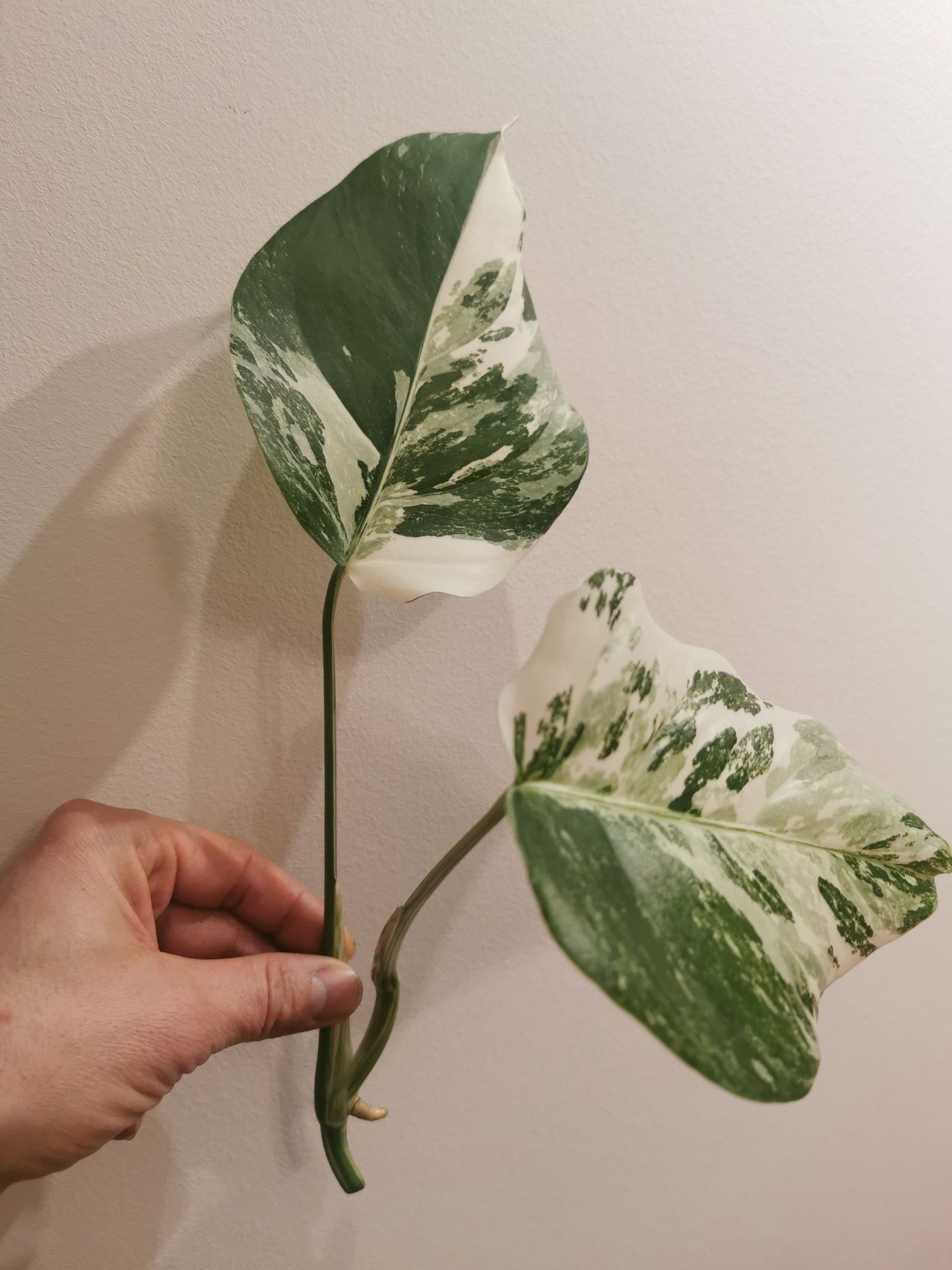 Monstera variegata liście