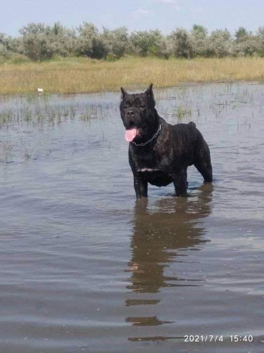 Вязка Кане Корсо